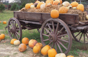 Cover photo for Fall Vegetable Garden