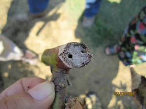 Cover photo for A Surprising Cause of Holes in Pruned Canes