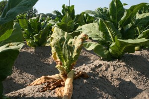 Tobacco plant infected with Tomato Spotted Wilt Virus.