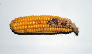 Cover photo for Sap Beetle Management in Mature Corn