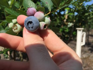 holding blueberries