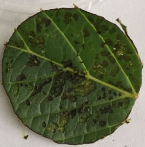 Flea beetle damage on hydrangea. Photo: SDF