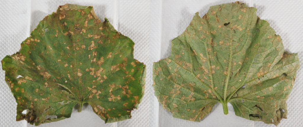 diseased cucumber leaves