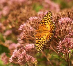 Variegated fritillary on joe-pye weed.