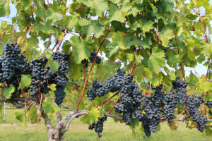 Chambourcin grapes at Silk Hope Winery.