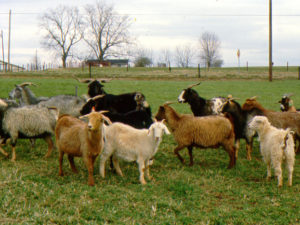 Goats grazing in a North Carolina field