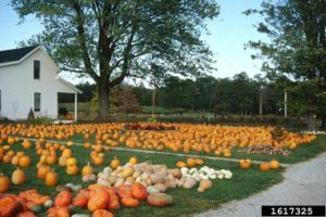 harvested pumpkins