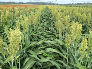 Grain sorghum planted in early and late-May and in late June following wheat