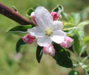 Honey bees aren’t the only pollinators of apple flowers: bumble bees, sweat bees, mason bees and many other species do, too—and the more the better