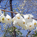 A picture of Carolina silverbell flowers.