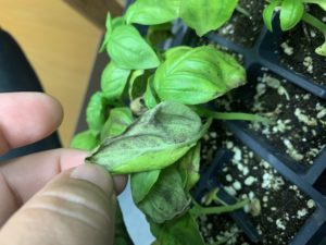 Basil downy mildew