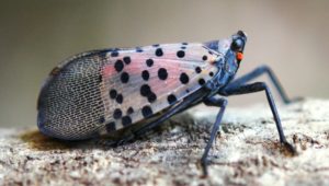 Image of spotted lanternfly