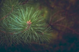 Cover photo for CANCELLED - NC Statewide Forest and Wood Products Marketing Project