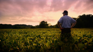 Farmer out standing in his soybean field during sunset