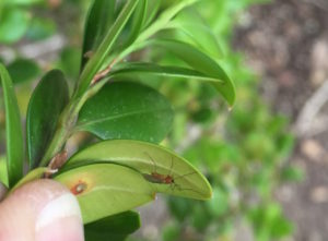 Boxwood leafminer adult. Photo: SD Frank