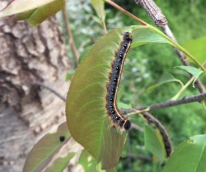 Eastern tent caterpillar feeding on a cherry leaf. Photo: SD Frank