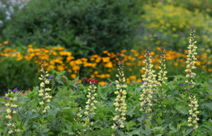 Cover photo for Late April Blooms in Pollinator Paradise