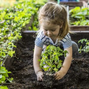 Cover photo for 4-H Virtual Summer Gardening Project