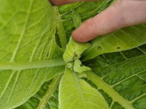 Cover photo for Final Thrips Flight and TSWV Risk Assessment Report – June 15, 2020