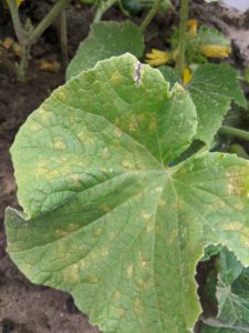 Cucumber downy mildew