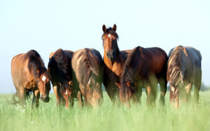 Cover photo for Pasture Management for Horse Owners Webinar Series