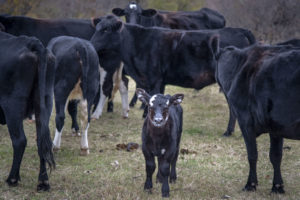 Herd of black cattle with calf looking at the camera