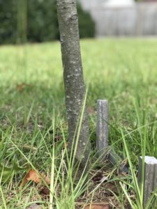 This alternate method of staking holds the root ball down without using above ground materials that can be unsightly and trip hazards. These stakes breakdown naturally, and do not need to be removed. Photo by Katy Shook