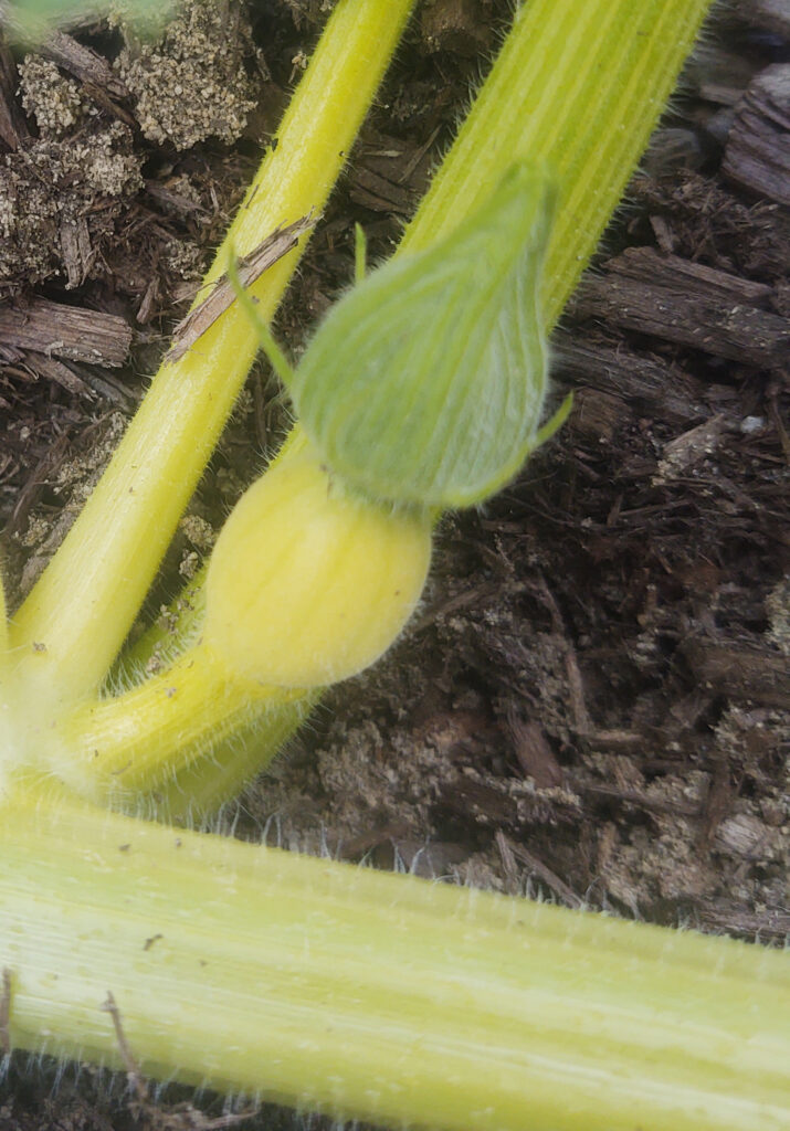 Baby pumpkin