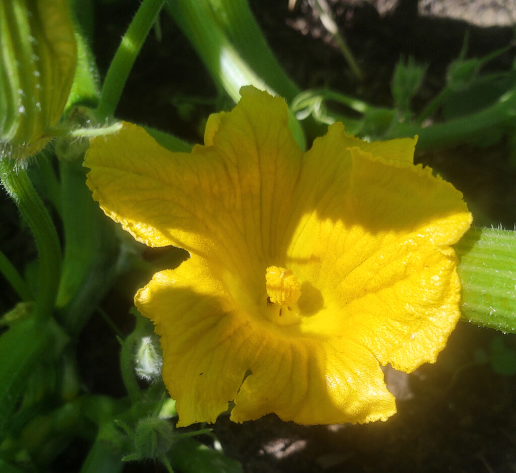 Pumpkin flower