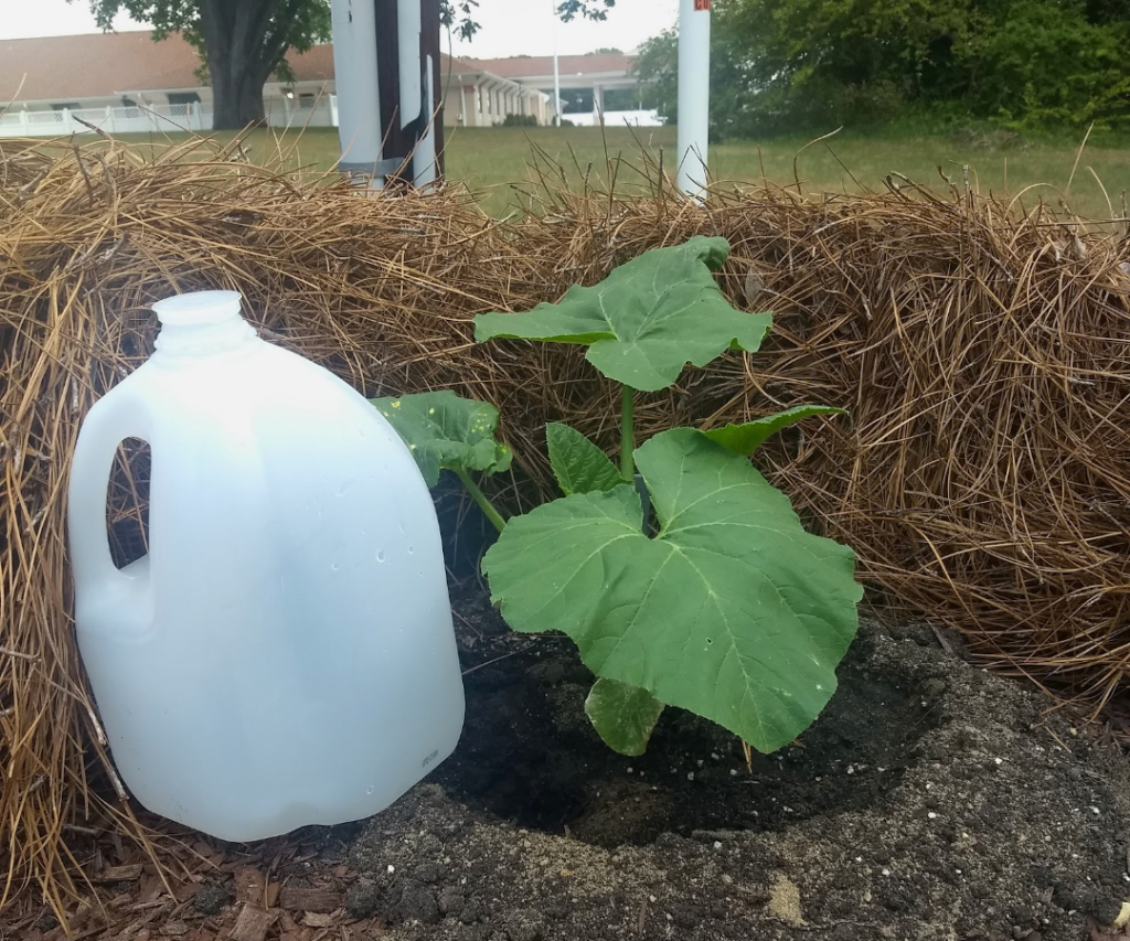 Pumpkin seedling