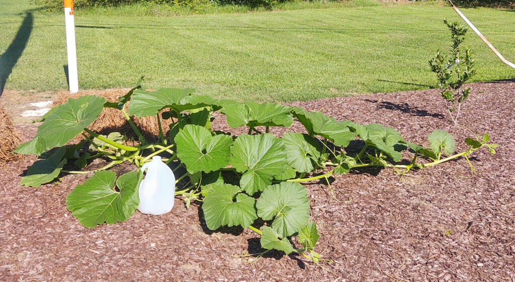 Pumpkin vine