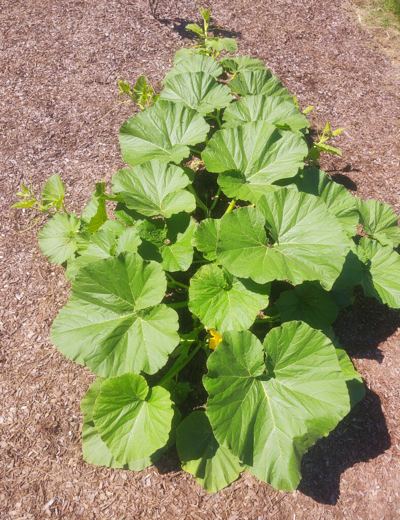 Pumpkin plant