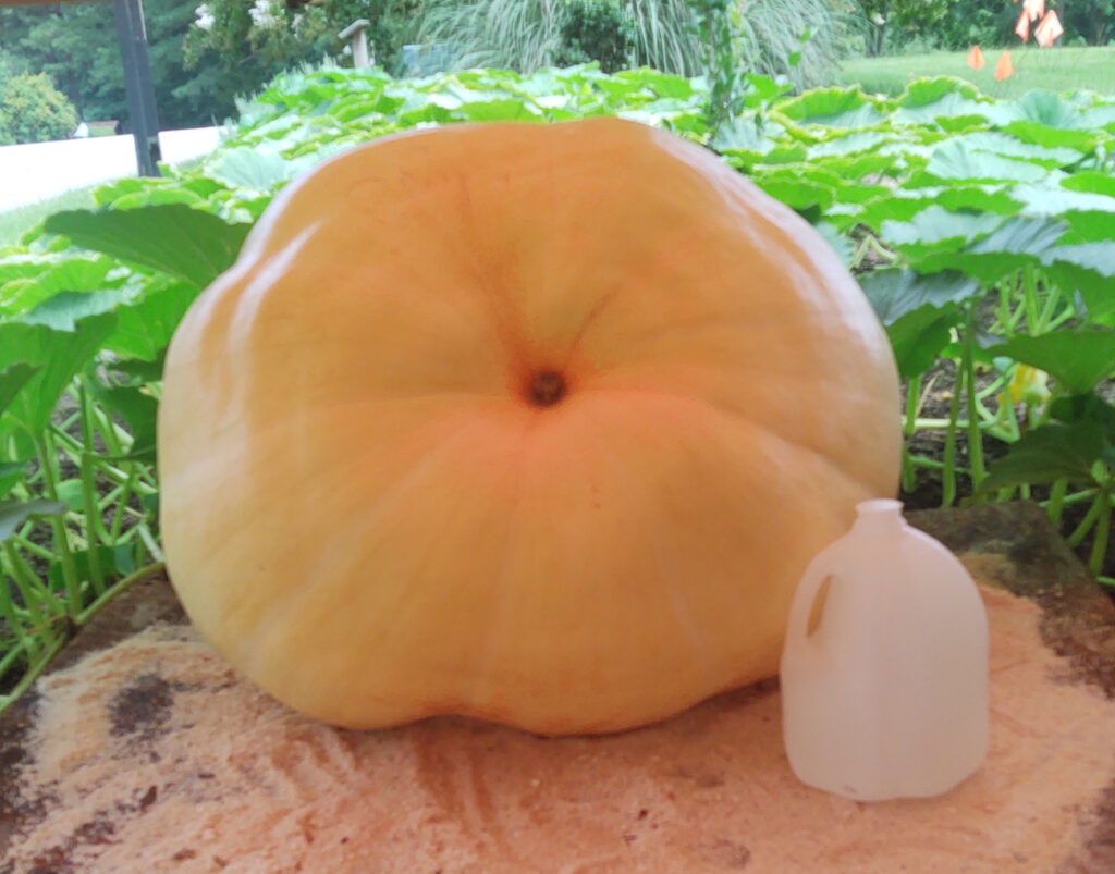 Large pumpkin with water jug