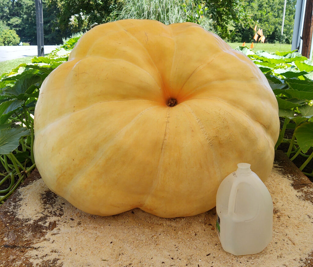 Large pumpkin next gallon jug