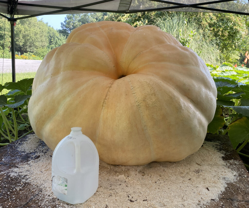 Large pumpkin next to gallon jug