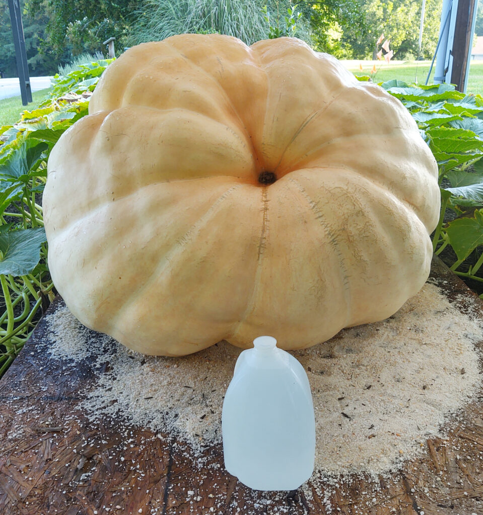 Large pumpkin next to gallon jug