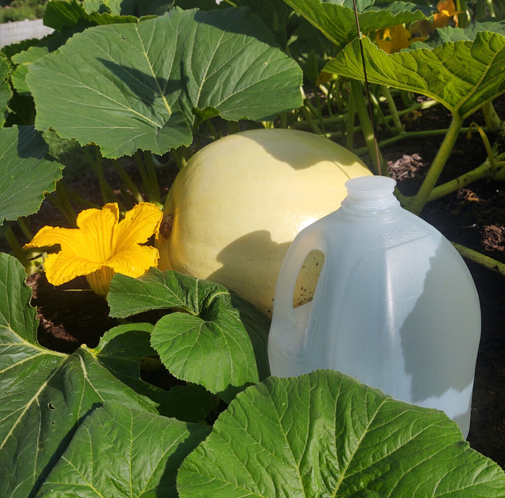unripe pumpkin with water jug