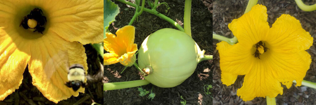 Baby pumpkin on vine