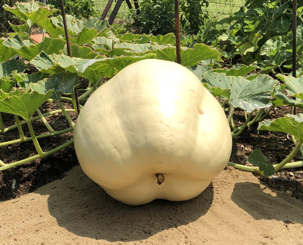 Large pumpkin