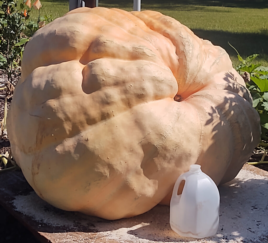 Large pumpkin next to gallon jug