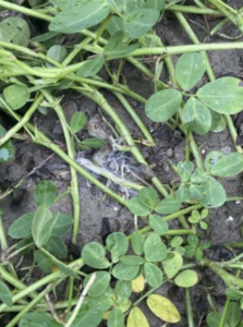 Stem rot