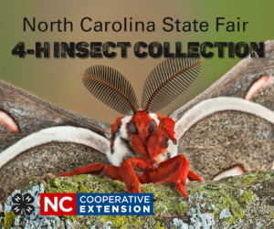 Cover photo for 4-H Entomology - Insect Collection