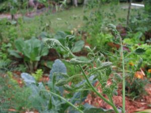 Cover photo for Manage Compost and Soil Contaminated With Broadleaf Herbicides