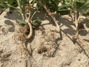 Cover photo for J Rooting Peanut Notes No. 95 2022