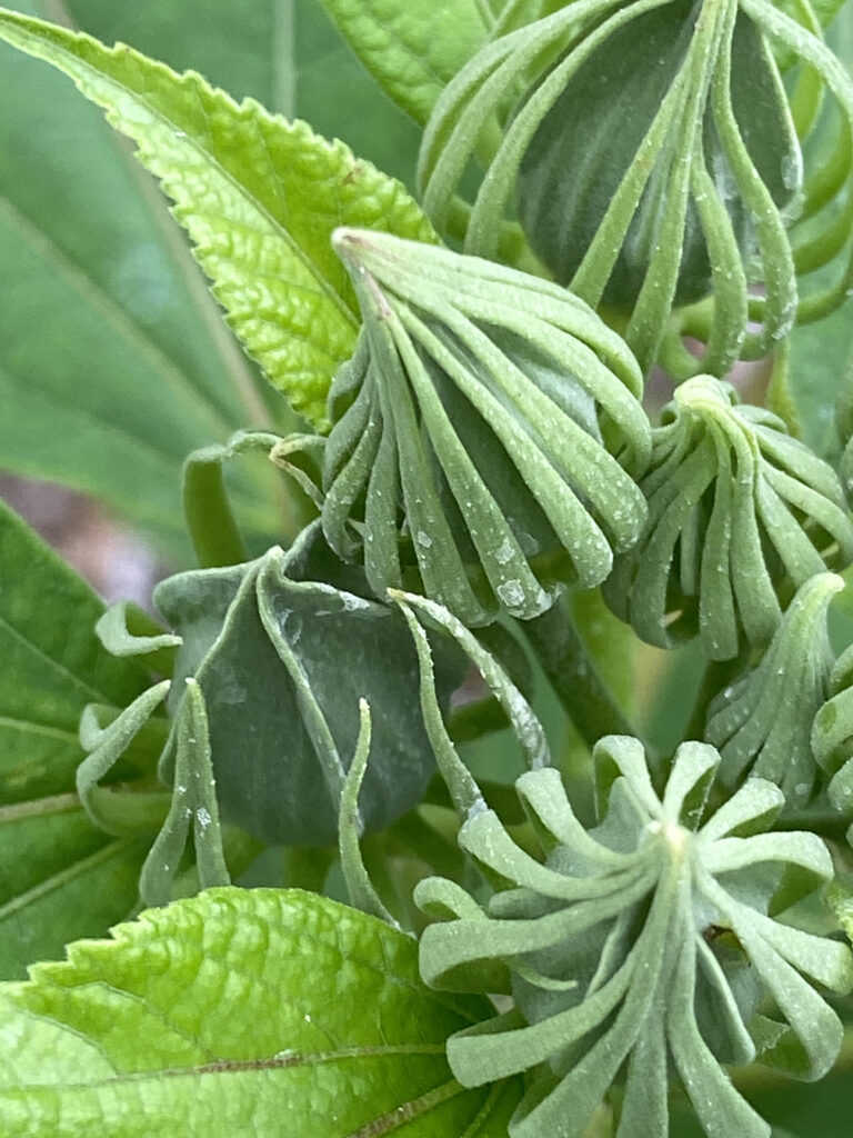 Healthy buds emerge from a ticket of thin long leaves.