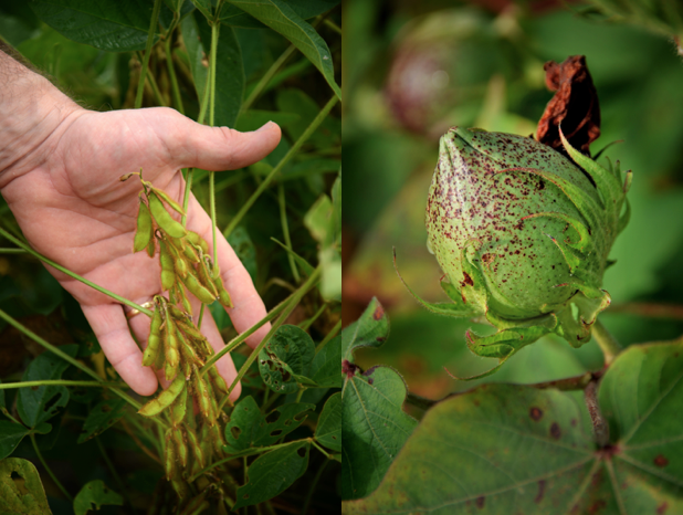Two images, a hand behind soybeans and cotton.