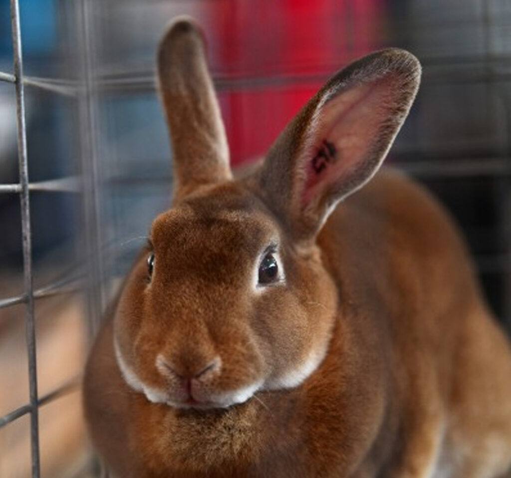 A brown rabbit in a cage.