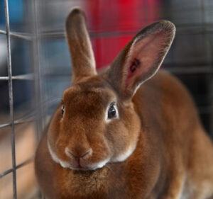 Cover photo for 4-H Rabbit Project