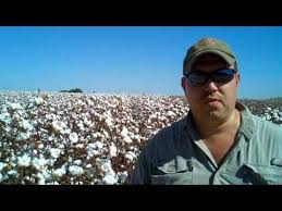 Cover photo for On Farm Cotton Variety Field Day