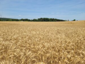 Cover photo for Easy Biscuit Recipe With NC Wheat